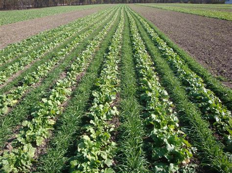 Crop Disease Detection